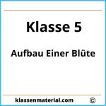 Aufbau Einer Blüte 5. Klasse