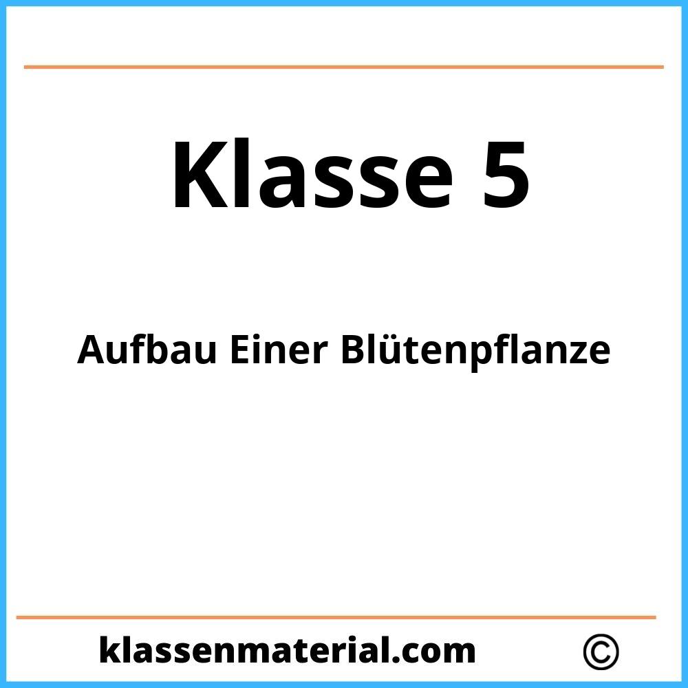 Aufbau Einer Blütenpflanze 5 Klasse