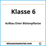 Aufbau Einer Blütenpflanze 6 Klasse