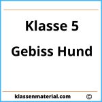 Gebiss Hund 5. Klasse